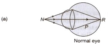 Natural Phenomena due to Sunlight & Optical Instruments | Physics Class 12 - NEET