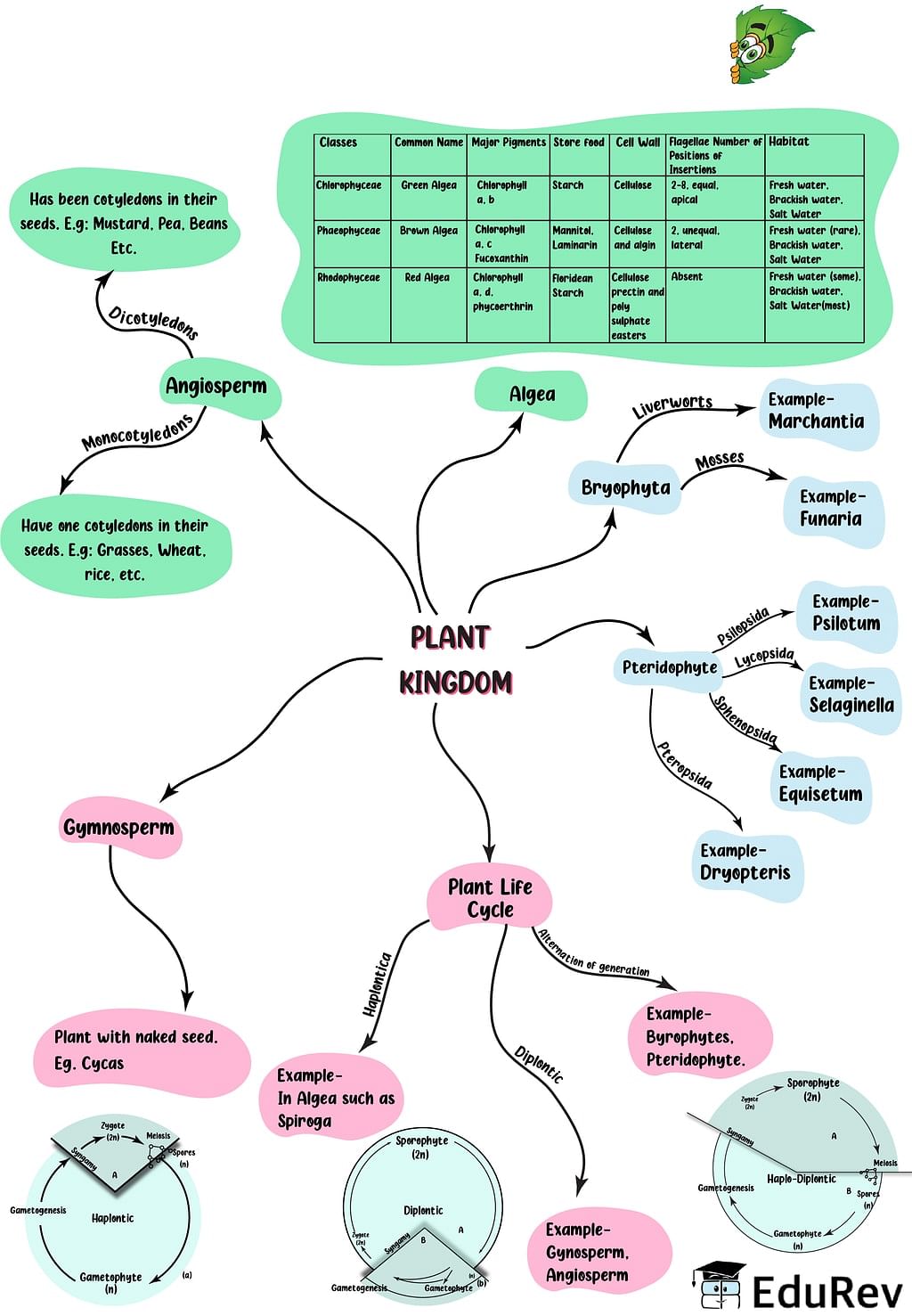 Mindmap: Plant Kingdom - Notes | Study Biology Class 11 - NEET