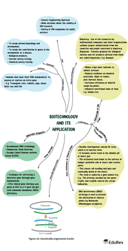 Mindmap Biotechnology And Its Application Biology Class 12 NEET