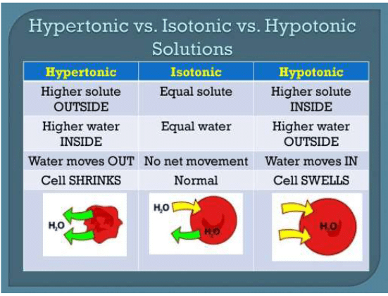 Osmosis, Osmotic Pressure & Van’t Hoff Factor | Chemistry Class 12 - NEET