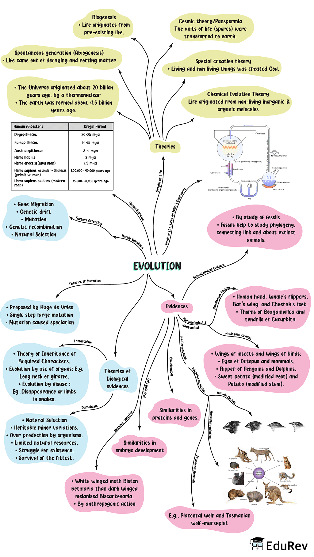 NCERT Solutions Class 12 Biology Chapter 7 - Evolution