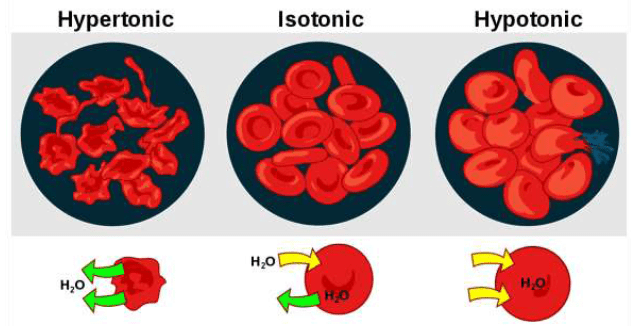 Osmosis, Osmotic Pressure & Van’t Hoff Factor | Chemistry Class 12 - NEET