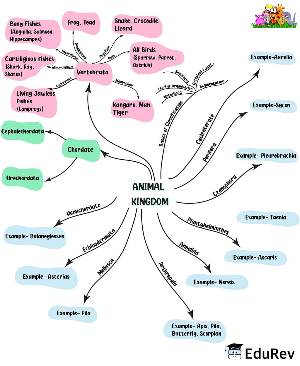 Mindmap: Animal Kingdom - Notes | Study Biology Class 11 - NEET