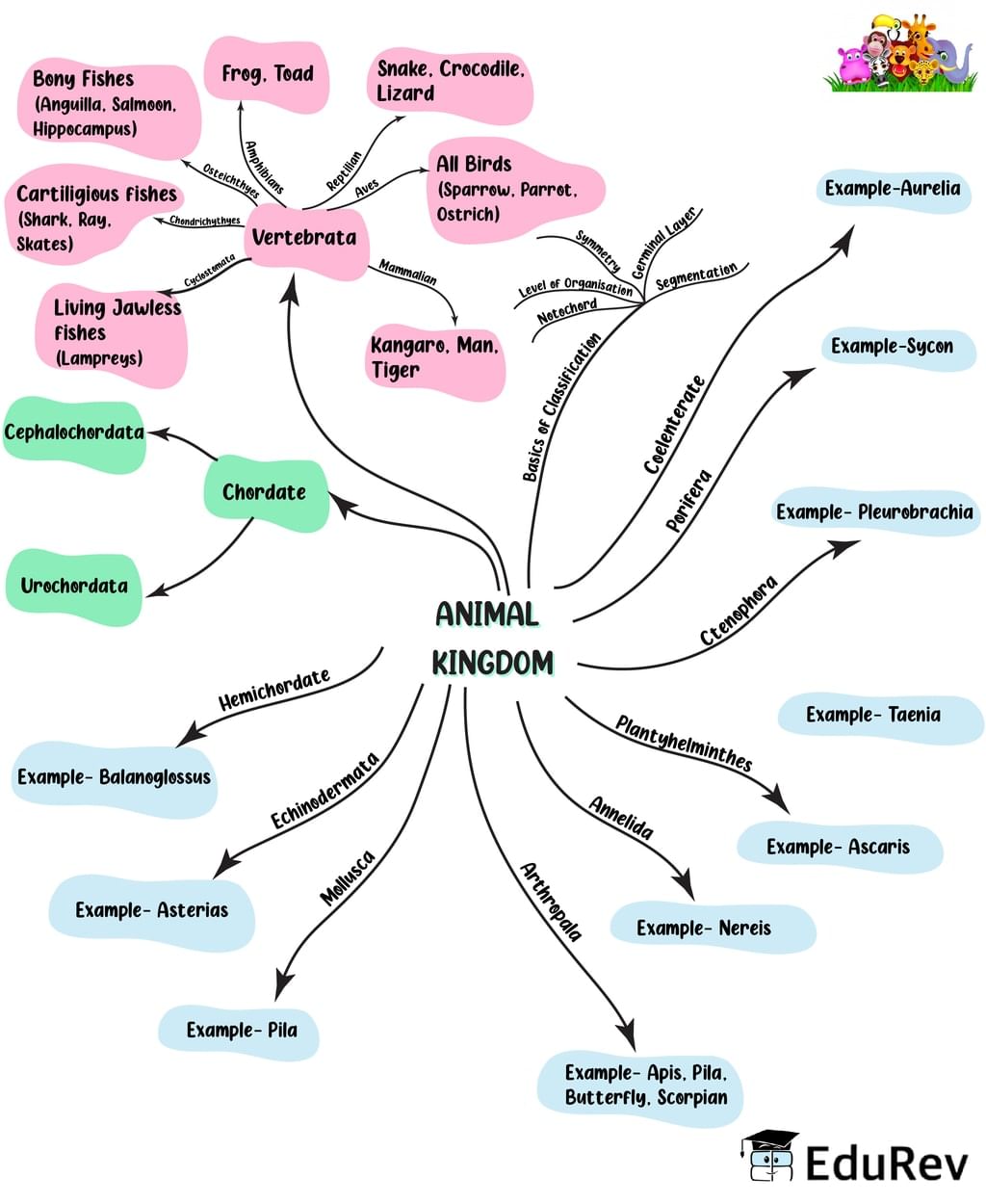 Mindmap: Animal Kingdom - Notes | Study Biology Class 11 - NEET Mindmap: Animal Kingdom - Notes | Study Biology Class 11 - NEET