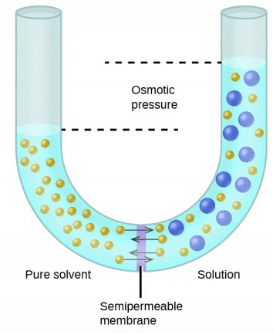 Osmosis, Osmotic Pressure and Van’t Hoff Factor - Chemistry Class 12 ...