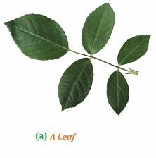 NCERT Solutions: Getting to Know Plants Notes | Study Science & Technology for UPSC CSE - UPSC