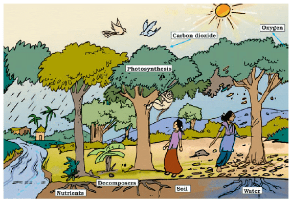 NCERT Exemplar Solutions: Forests - Our Lifeline Notes | Study Science Class 7 - Class 7