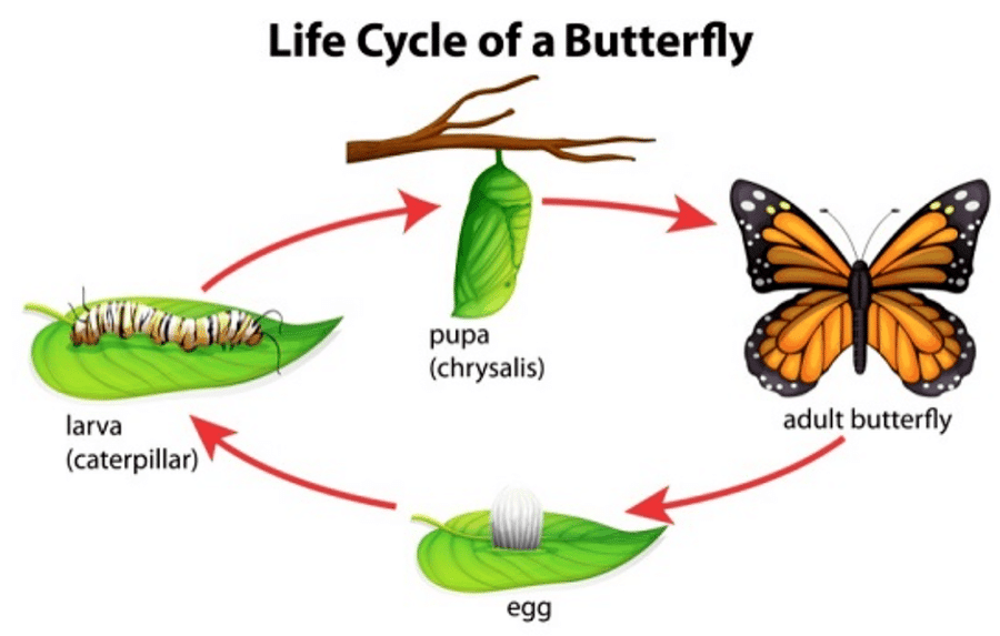 Chapter Notes: Living Creatures: Exploring their Characteristics