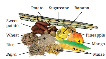 Sources of carbohydrates