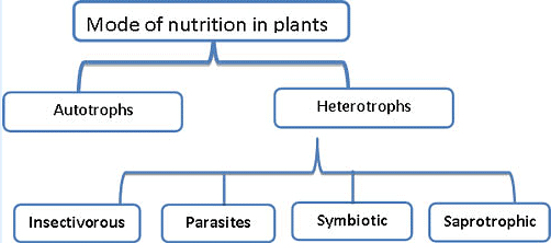 Short & Long Question Answers: Nutrition in Plants Notes | Study Science Class 7 - Class 7