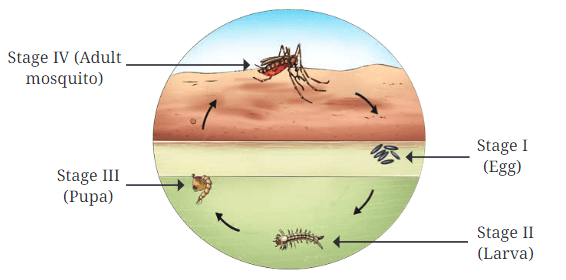 Chapter Notes: Living Creatures: Exploring their Characteristics