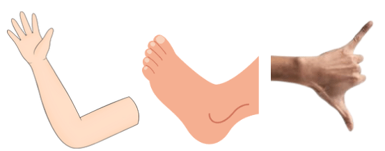 Arm length, food length & Handspan