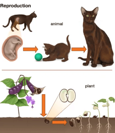 Chapter Notes: Living Creatures: Exploring their Characteristics