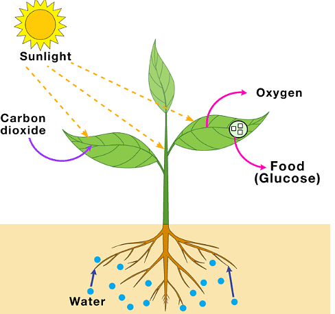 Exercises: Nutrition in Plants - Class 7 Oxford Science: Chapter Notes ...