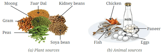 Sources of Proteins