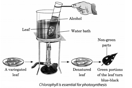 Class 7 Science Chapter 1 Question Answers - Nutrition in Plants