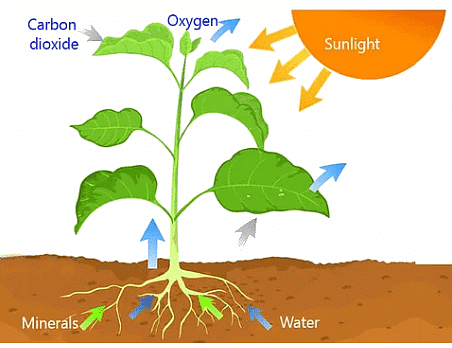 Nutrition In Plants Class 7 Notes Science Chapter 1 Free Pdf