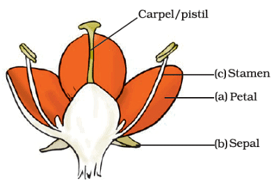 NCERT Exemplar Solutions: Reproduction in Plants Notes | Study Science Class 7 - Class 7