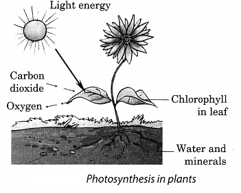 Class 7 Science Chapter 1 Question Answers - Nutrition in Plants