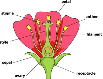 Reproduction in Plants Class 7 Notes Science Chapter 8 Free PDF