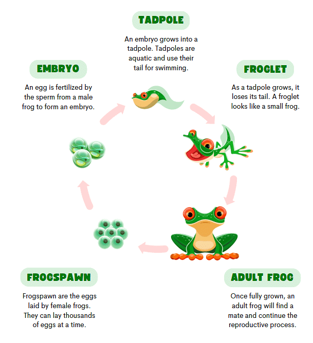 Chapter Notes: Living Creatures: Exploring their Characteristics