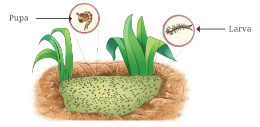 Chapter Notes: Living Creatures: Exploring their Characteristics