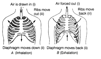Class 7 Science Chapter 6 HOTS Questions - Respiration in Organisms