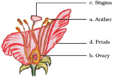 NCERT Exemplar Solutions: Reproduction in Plants Notes | Study Science Class 7 - Class 7