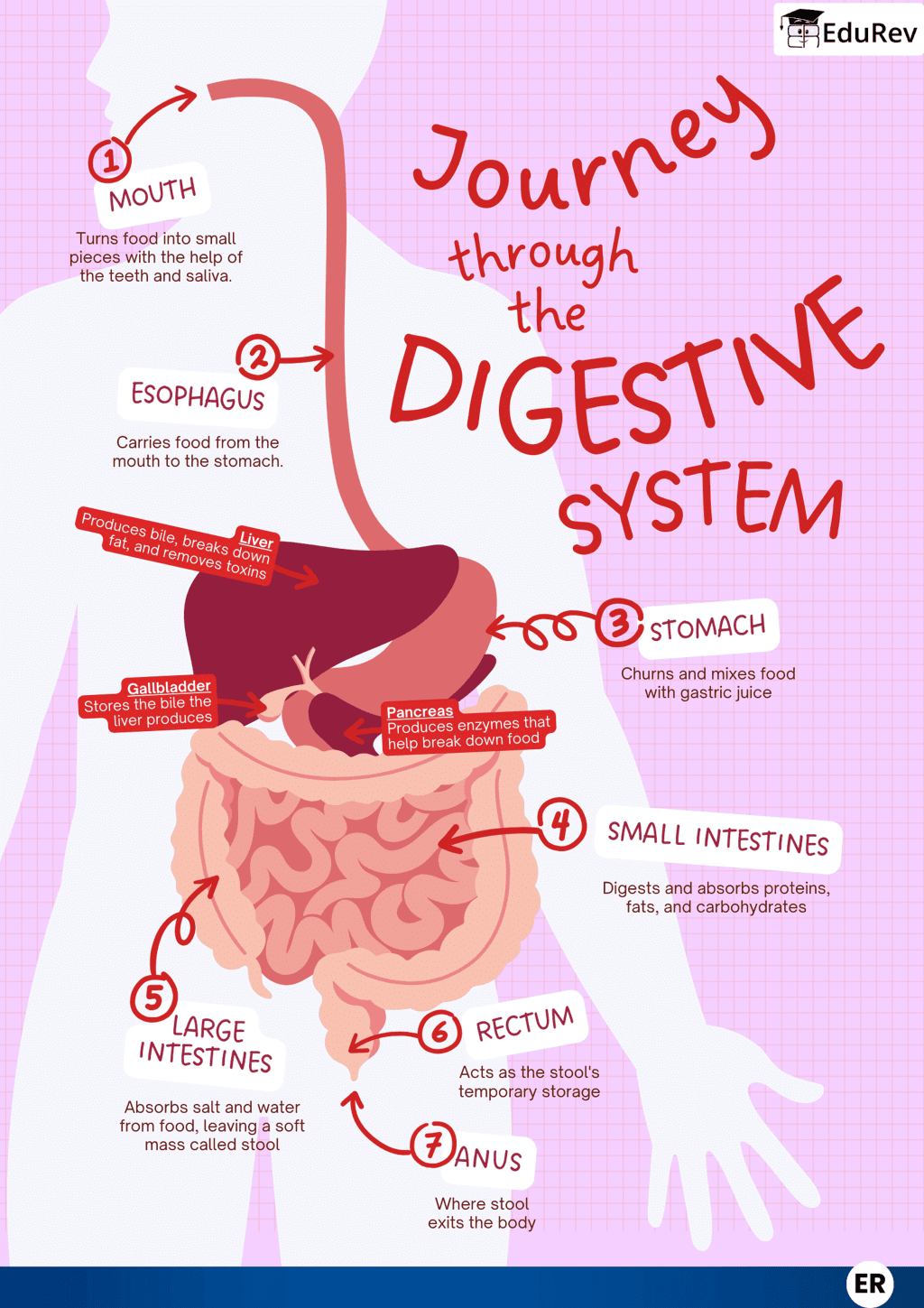 Mind Maps: Digestive System - Science Class 7 PDF Download