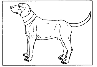 Mijbil the Otter NCERT Solutions - Class 10 PDF Download