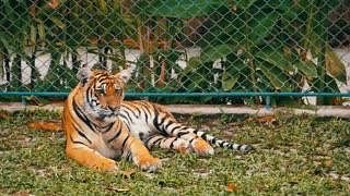 Short Summary: A Tiger in the Zoo | English Class 10