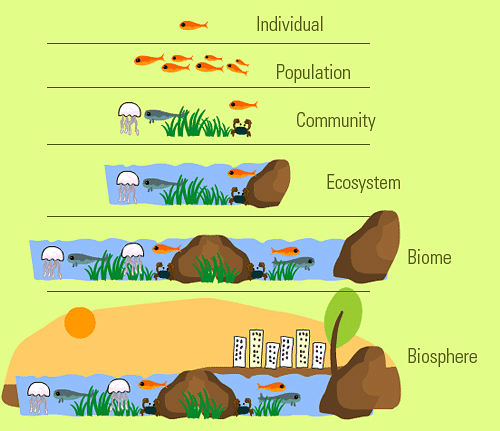 Difference between Ecosystem and Biome