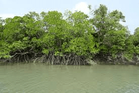 Mangrove Forest