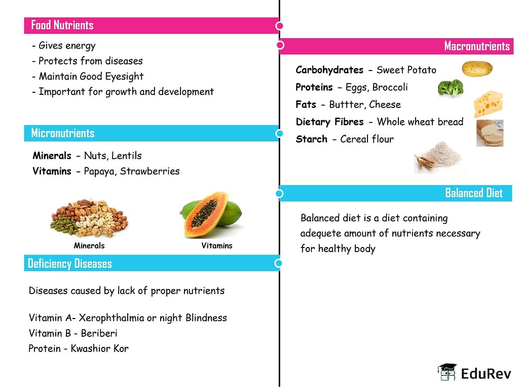Mindmap: Components of Food | Science Class 6