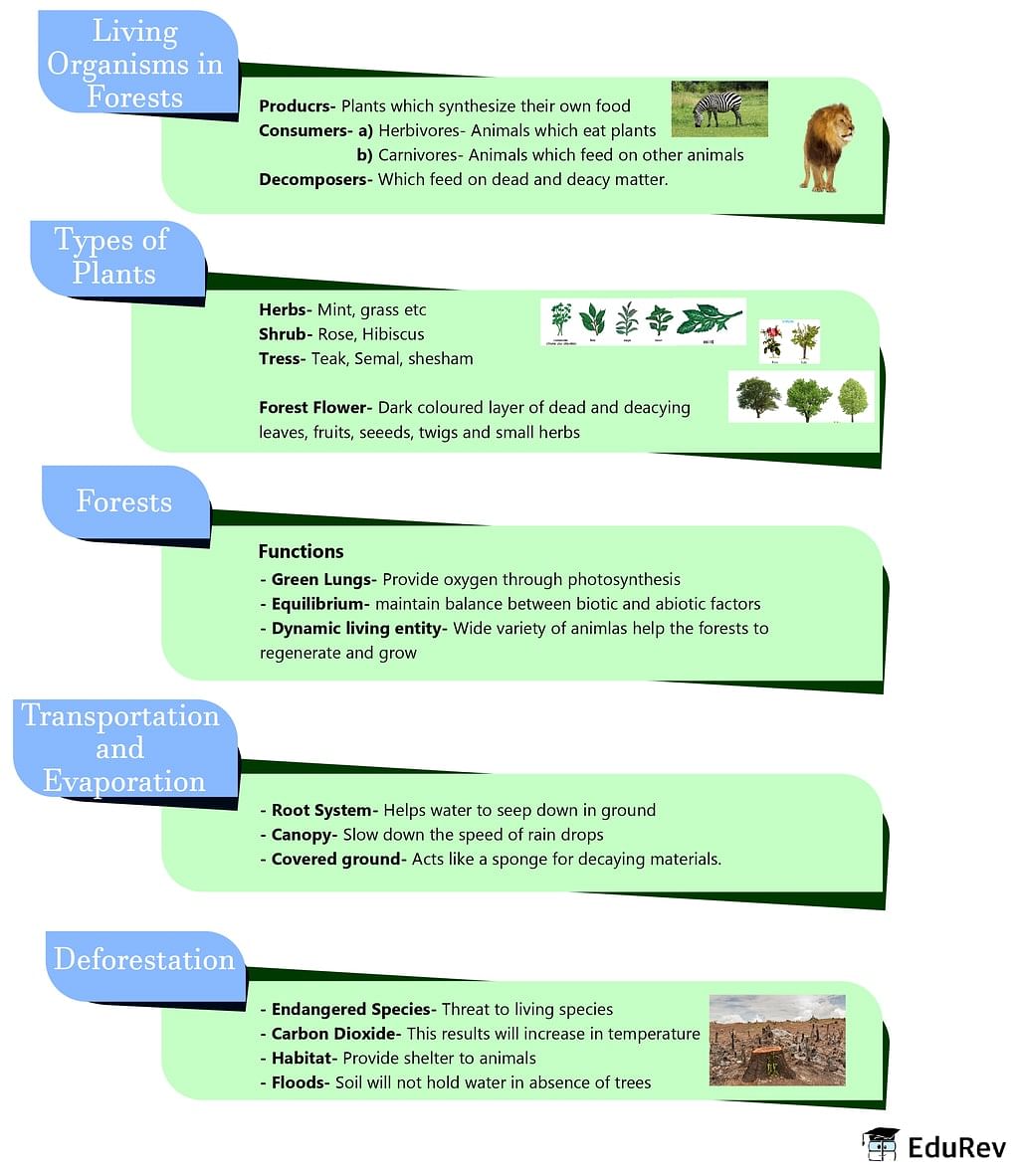 Mindmap: Forest - Our Lifeline Notes | Study Science Class 7 - Class 7