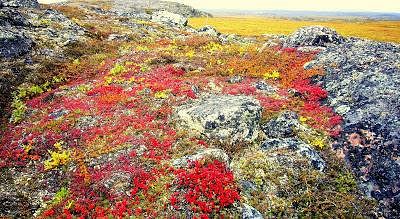 Tundra Vegetation