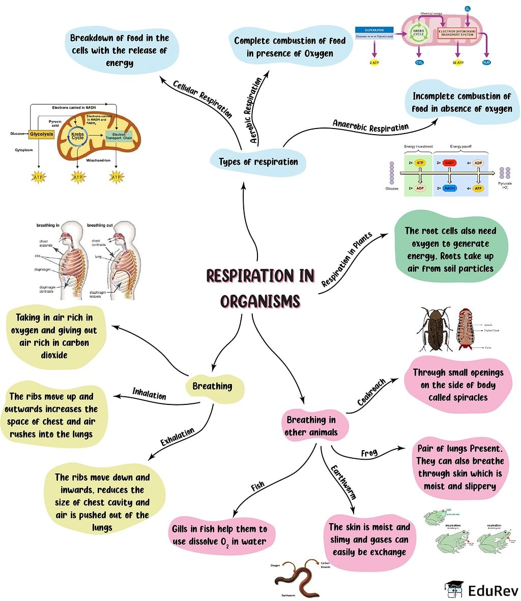 Mindmap: Respiration in Organisms - Notes | Study Subject-Wise Mind Maps  for Class 7 - Class 7