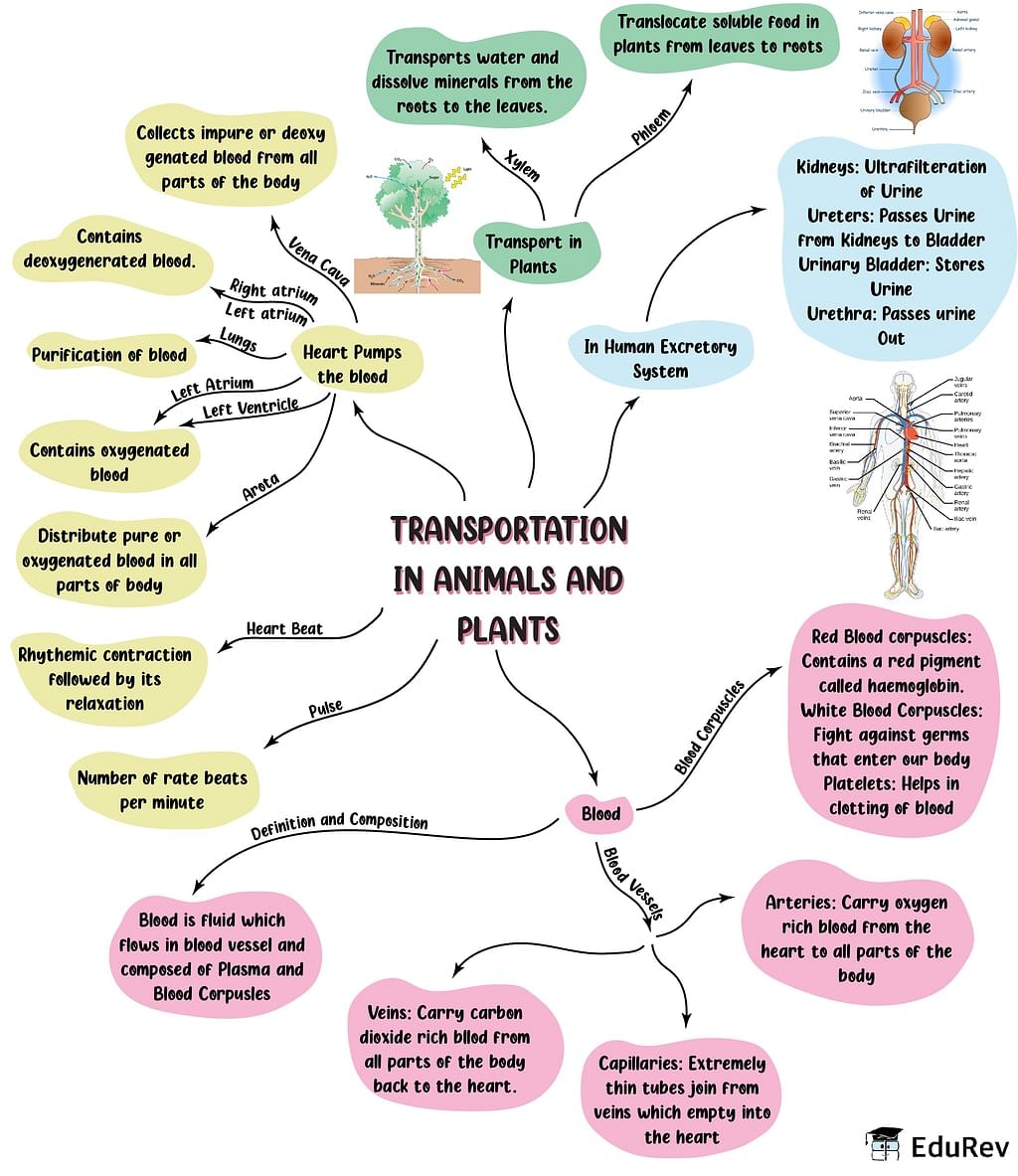Mindmap: Transportation in Animals and Plants - Notes | Study Science Class  7 - Class 7