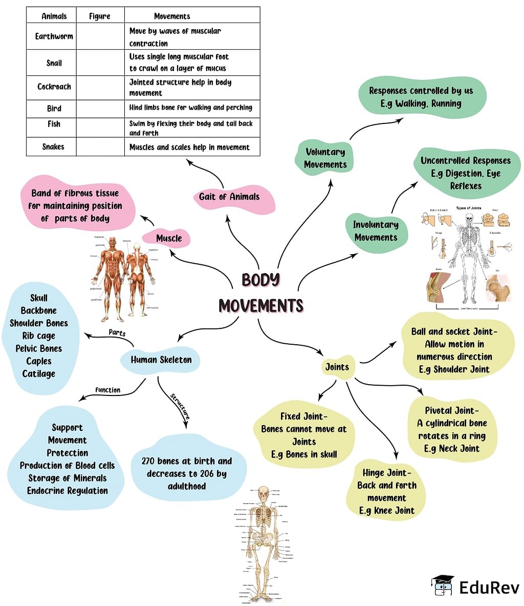 Mindmap: Body Movement | Science Class 6