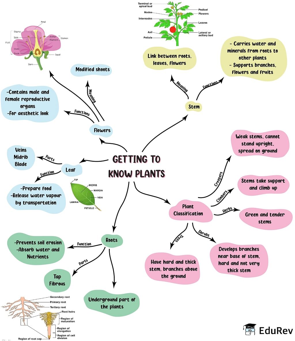 Mindmap: Getting to know Plants | Science Class 6