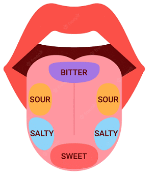 From Tasting to Digesting Class 5 Notes EVS Chapter 3 Free PDF