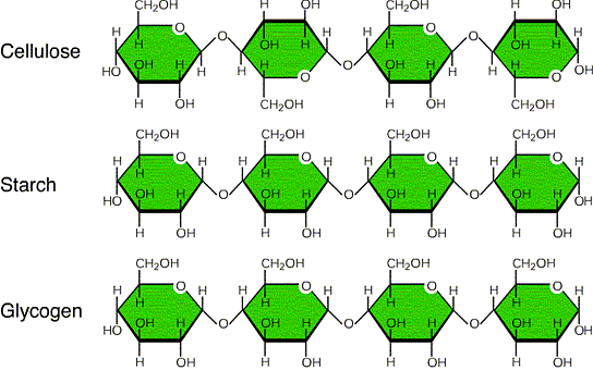 Carbohydrates- Monosaccharides, Disaccharides, Polysaccharides ...