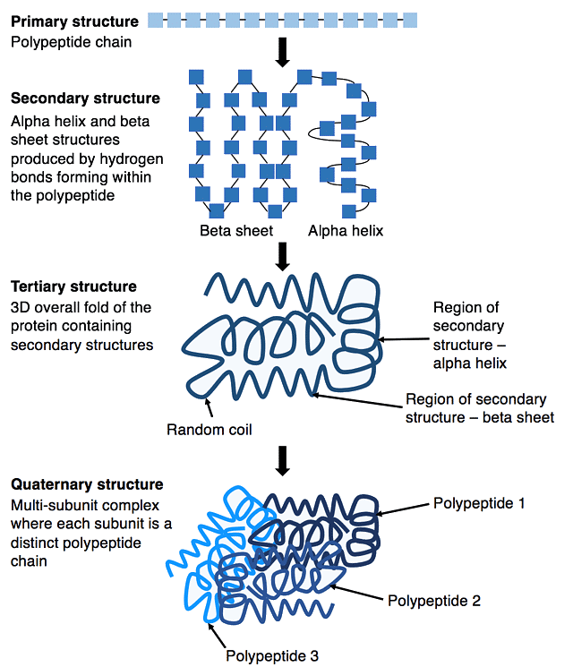Protein Structure Biology and Biochemistry for MCAT PDF Download
