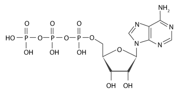 Nucleotide Structure - Notes | Study Biology and Biochemistry for MCAT ...