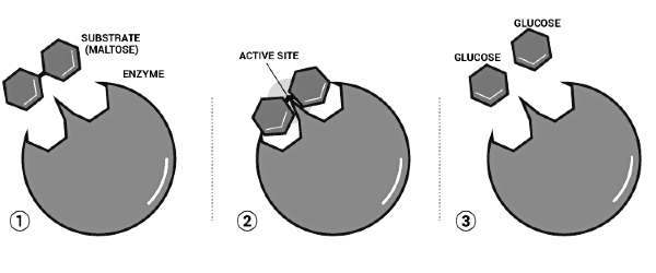 Enzymes Structure, Classification and Function | Science for ACT