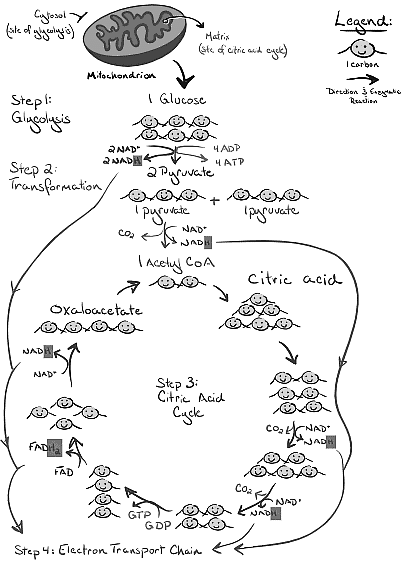 The Citric Acid Cycle - Biochemistry for MCAT PDF Download