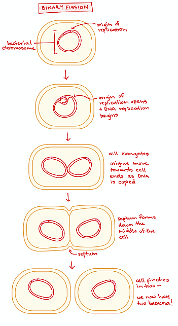 Bacterial Binary Fission - Biology For MCAT PDF Download