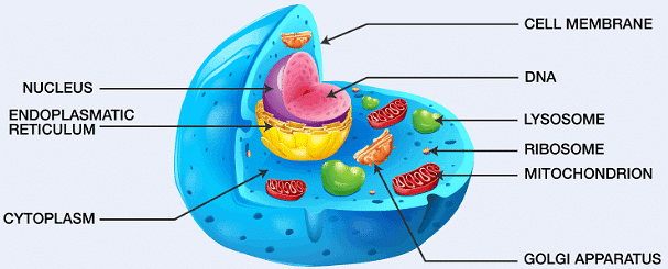 Biological Cell - Lucent for GK - UPSC PDF Download