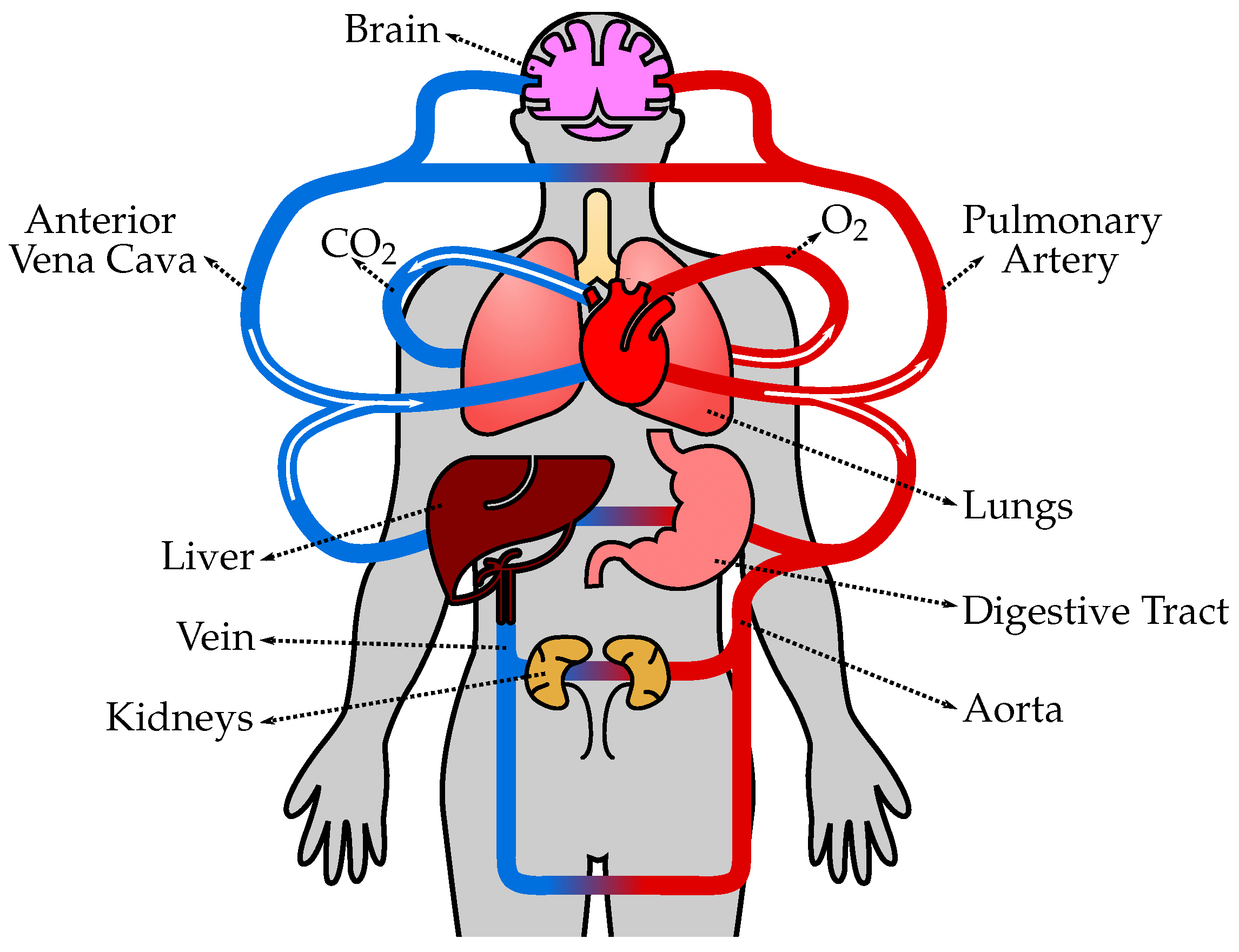 The circulatory system - Year 6 Science PDF Download