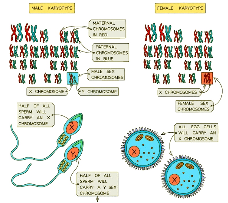 The Inheritance Of Sex Biology For Gcse Igcse Year 11 Pdf Download